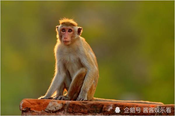 十二生肖猴的來歷是什麼 十二生肖猴的來歷是什麼意思